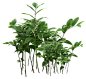 免扣背景PNG素材#绿色树木图案# @飞天胖虎_PNG花草 植物 免扣素材 _T20181023 #率叶插件，让花瓣网更好用#
---------------------------------------
我在使用【率叶_花瓣的嫁衣】，一个使用花瓣网”效率更高“的浏览器插件，你也来吧！
> http://jiuxihuan.net/lvye/?yqr=15134933
