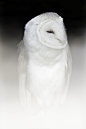 White Owl