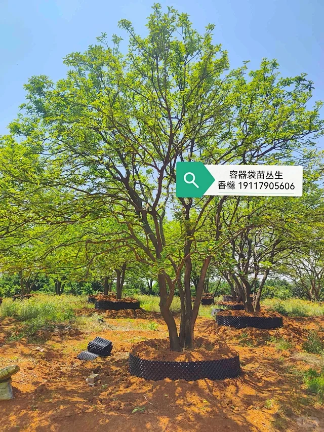 丛生香橼 丛生香泡 栾树桂花广玉兰朴树桂花-花瓣网