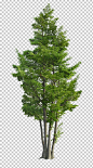 Ilex Rotunda Tree Landscape Garden Green PNG - Free Download