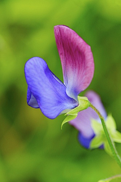 山——羊采集到那些花儿