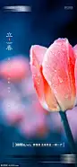 源文件下载 地产立春海报 地产  立春 24节气  微信朋友圈  传统节气