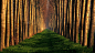 General 1920x1080 nature green grass forest clearing window thinking fall
