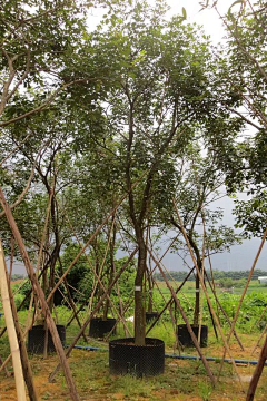 陳灏亹采集到植物搭配