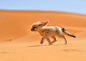 这张照片中的狐狸是非洲狐，又叫沙漠狐，是犬科狐属的一种哺乳动物，其典型特征是有一双大耳朵，是犬科中体型最小的一个种。它栖居在撒哈拉沙漠以及阿拉伯半岛，照片中它奔跑的样子非常可爱，但目前已濒临灭绝。此照片和标注出自摄影师José Mingorance之手