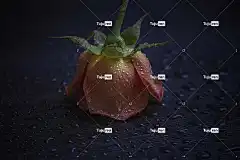 玫瑰 花 露 美丽的花朵 露滴 花壁纸 自然 花卉背景 玫瑰花