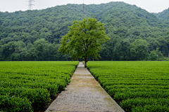 HUIXIAO采集到C-与茶有关  农庄旅游