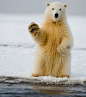 一头站在冰层上的北极熊似乎在向摄影师挥手。