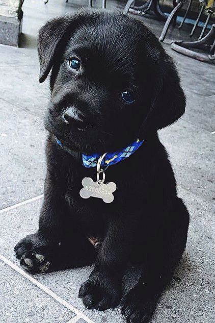 Cutest black lab pup...