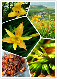 Wanc采集到花语