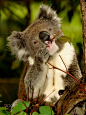 Koala in Tree by Bastian Linder on 500px