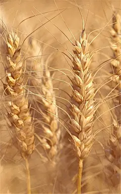 大自然植物摄影特写图片手机壁纸