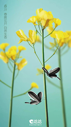 扭扭盒子采集到节日节气