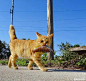 知足常乐是最大的福气哩
/猫的哲学 ​ ​​​​