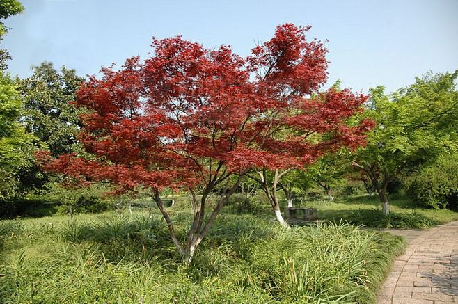 红枫
