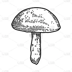 雕刻风格的蘑菇插图。设计元素海报，卡片，横幅，标志。矢量图