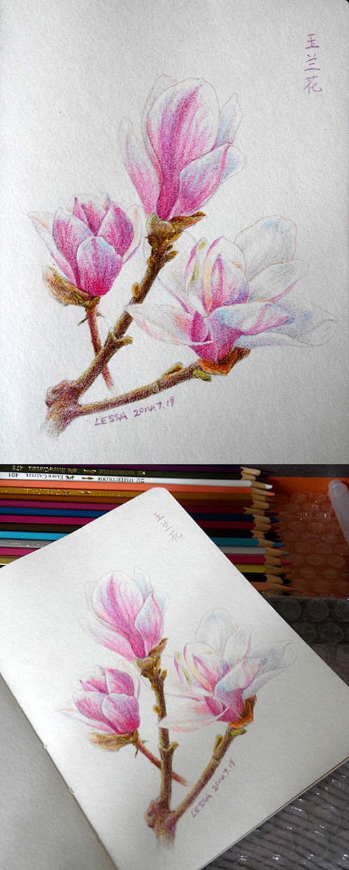 玉兰花，植物彩铅手绘