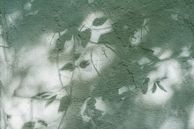 树影映在墙上，树枝与树叶剪影。现代绿色抽...