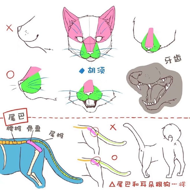 猫和狗区别画法，从五官到姿势的详细教程！