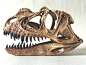 【菊石制造】恐龙化石 角鼻龙 角冠龙 头骨 树脂模型19.5厘米-淘宝网