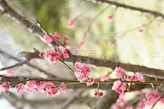 梅花