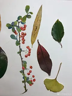 翻到@李元妮同学 去年画的叶片集小小几张画片在书里藏啦一年眼下武夷山又是秋高气爽，已经采好红叶裱好画纸等你来啦#水彩教程##插画##手帐素材插画手绘# 2武夷山市 ​​​​