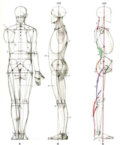 卡片H采集到绘画— 人体结构