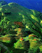 Terraced Rice Fields, China