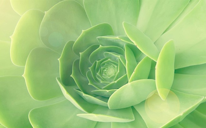 梦幻绿色芦荟花