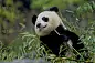 PANDA-WOLONG 2。