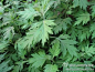 英语称艾叶为“mugwort",此语源为“魔法的草药”或“魔法师的药草”之意。或别称“motherwort",是“母亲的药草”，即对妇人疾患最好的药草之意。艾叶含有各种无机质、维生素、及精油成份，是天惠的无公害碱性植物，它能改善酸性病毒体质，强化免疫力。特别适合防治风寒感冒和流行性毒感及流行性病毒。