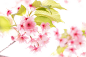 春天桃花素材 手绘插画元素 桃花植物PNG素材
