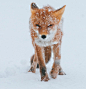 Snow Fox by Ivan Kislov