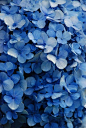 Blue hydrangea | True Blue #采集大赛#