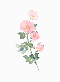 高口口采集到水彩花卉