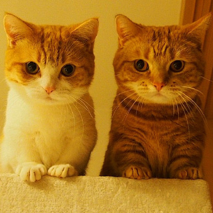 推上一对曼赤肯猫兄妹，哥哥茶太郎，二岁半...