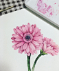 핑쿠 거베라 난 핑크덕후인가. ..gerbera pink 성인취미미술 취미미술감성수채화 전주성인미술 전주수채화 전주취미미술 전