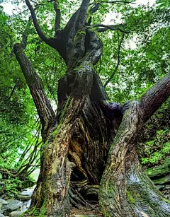 金寨，因其秀美的原始风光被人们青睐。古碑镇宋河村、黄尖村藏在深山人未知。抽个假期，下古碑高速路口，经黄尖天街，观云山雾海，到宋河，与远古传说相遇。