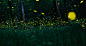 萤火虫 fireflies by  KANG on 500px