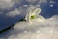 花 花卉背景 美丽的花朵 花壁纸 自然 冬天 春天 植物 雪