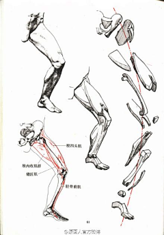 纆翎采集到人体教程-四肢