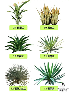 一只千俞采集到现实植物素材