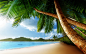 tropical palm trees tropic  / 2560x1600 Wallpaper