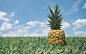 General 1920x1200 pineapple fruit sky grass