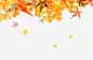 秋天红色黄色枫叶背景高清素材 页面 设计图片 页面网页 平面电商 创意素材
