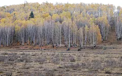 新疆深秋风光电脑壁纸