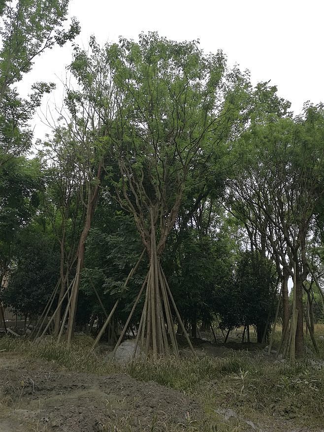 黄连木_360图片