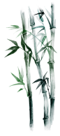 bamboo-1.png