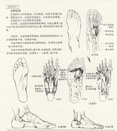 ♔李大人统治世界采集到人体学习