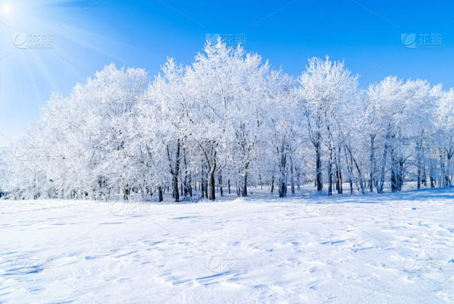 雪树